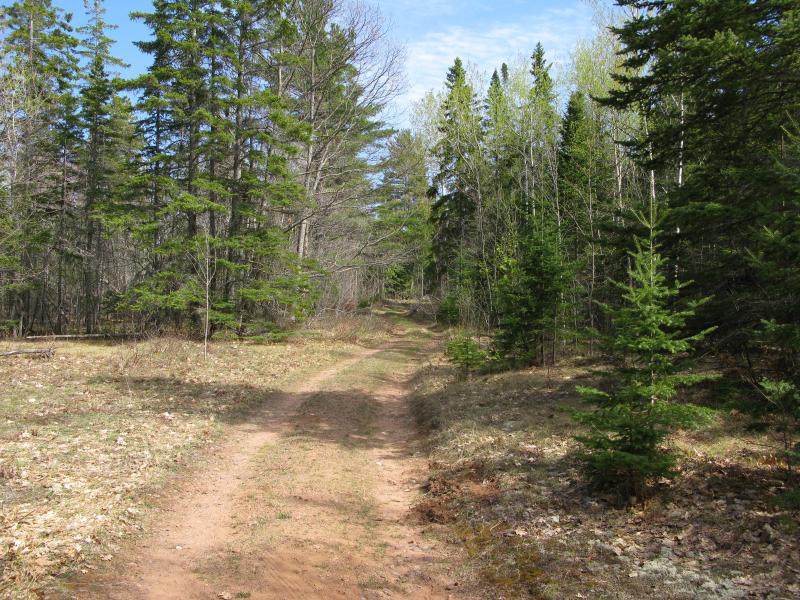 Winding road and pines