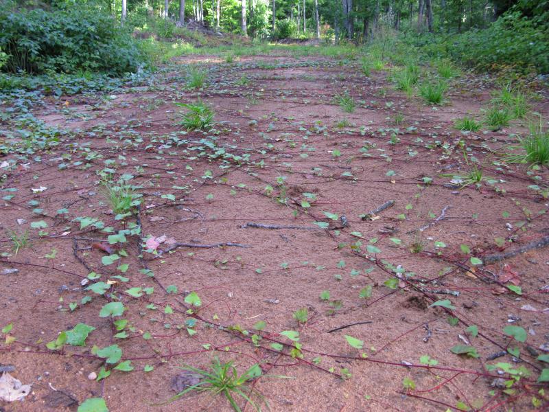 Vines criss-crossing the sandy logging road