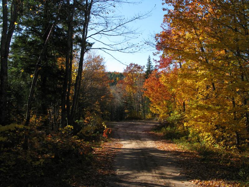 Fall colors on the logging road