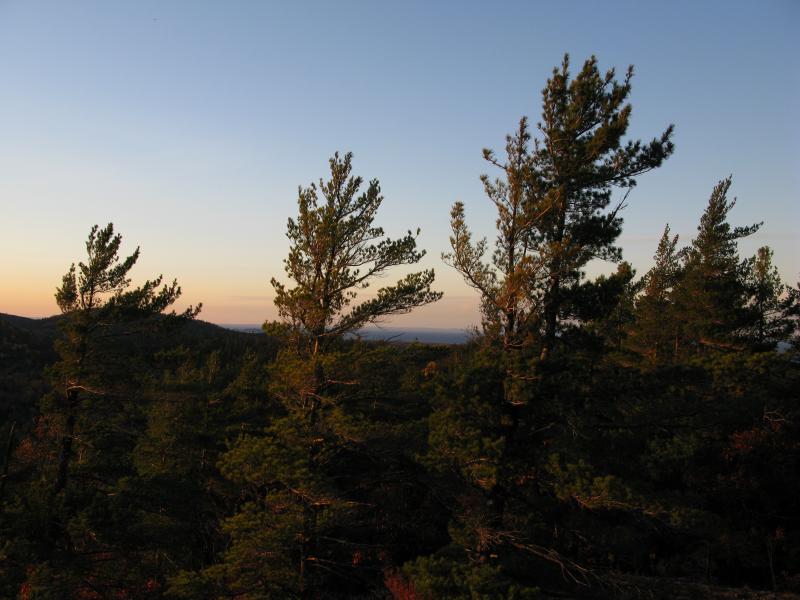 View of Lake Superior through the tall pines