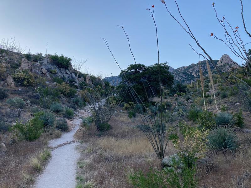 Dreamy path with a mix of vegetation