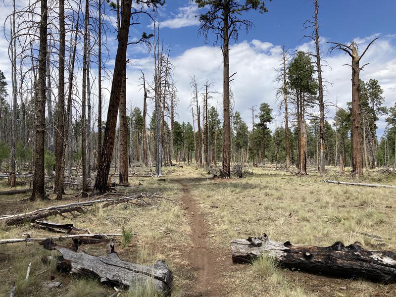 Burnt forest on the hike back