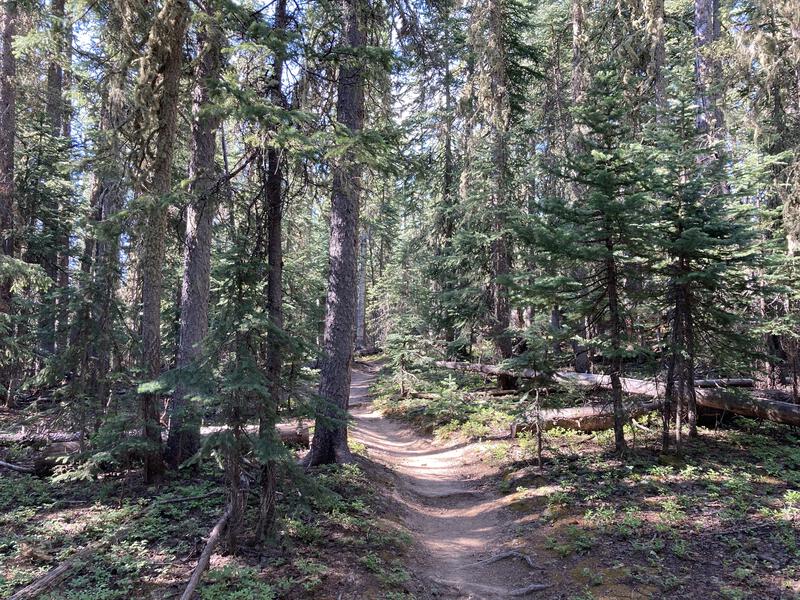 Perfect footpath under the pines