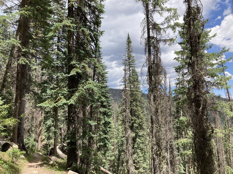 Tall pines on the descent