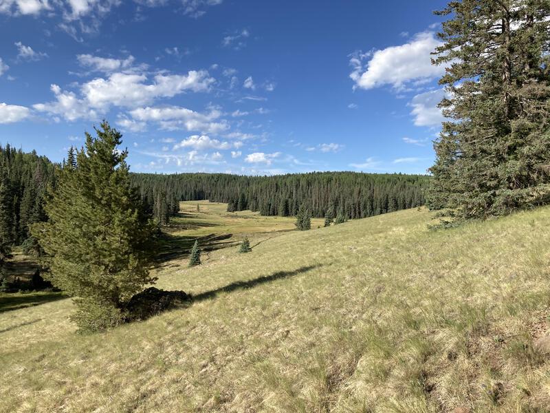 Huge stands of unburnt pines