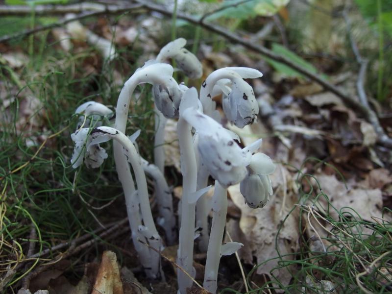 White, weeping fungus