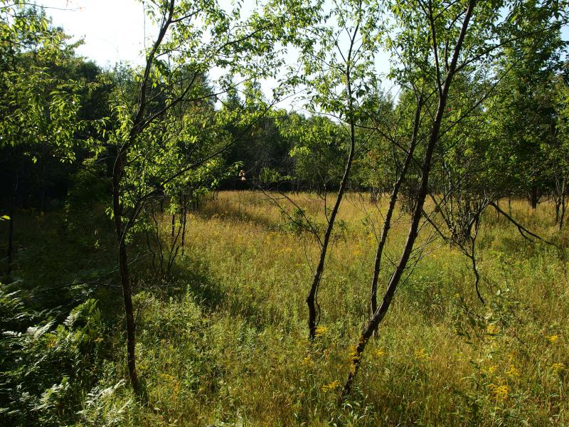 Open grassy clearing above the creek