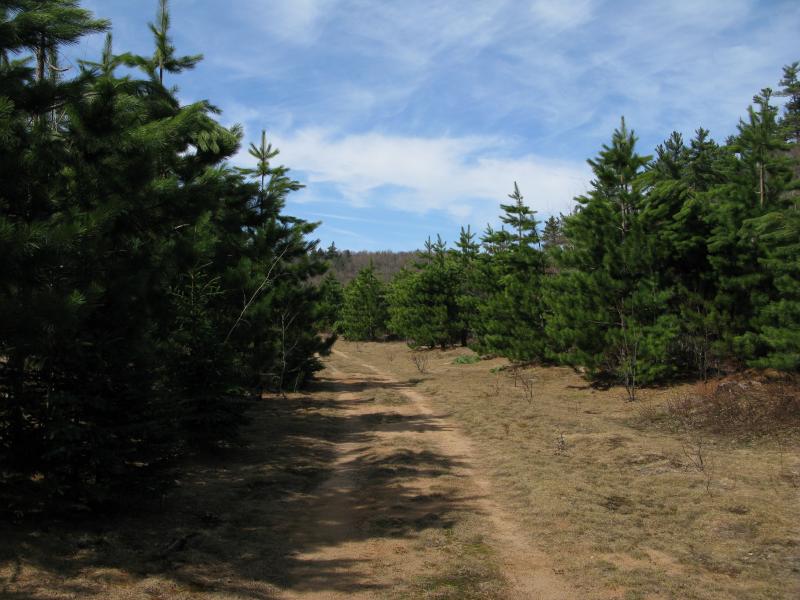 Narrow two-track in the young managed forest