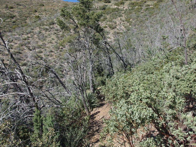 Mild overgrowth on Coon Spring Trail