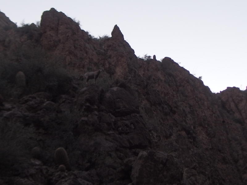 Bighorn sheep coming down to check things out