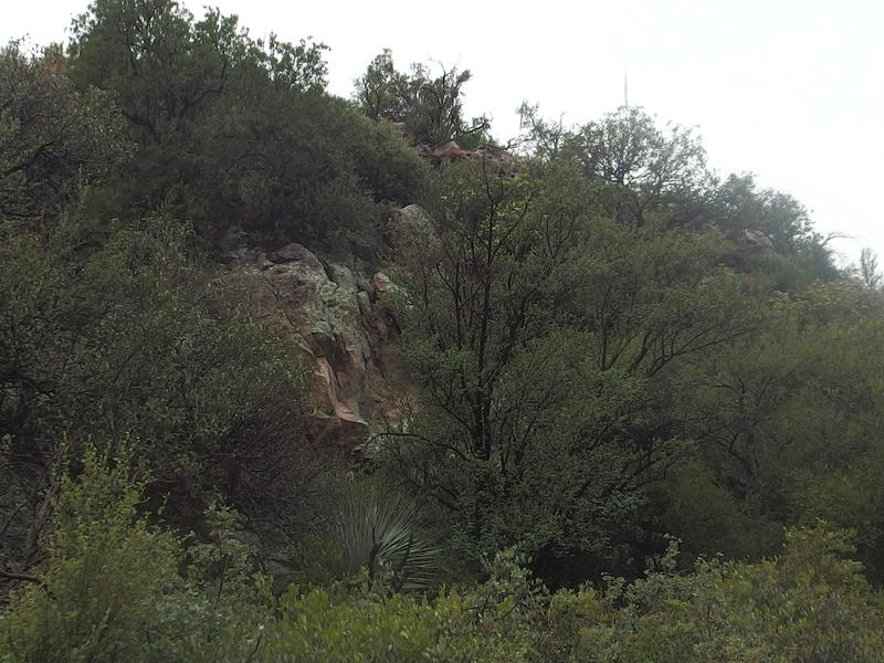 Lush trees and undergrowth in the canyon