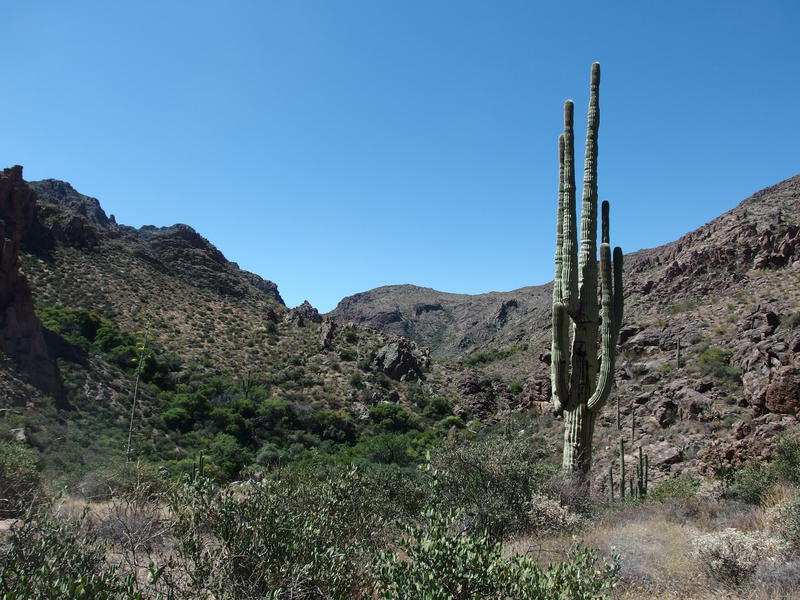 Tall, lonely cactus above the canyon