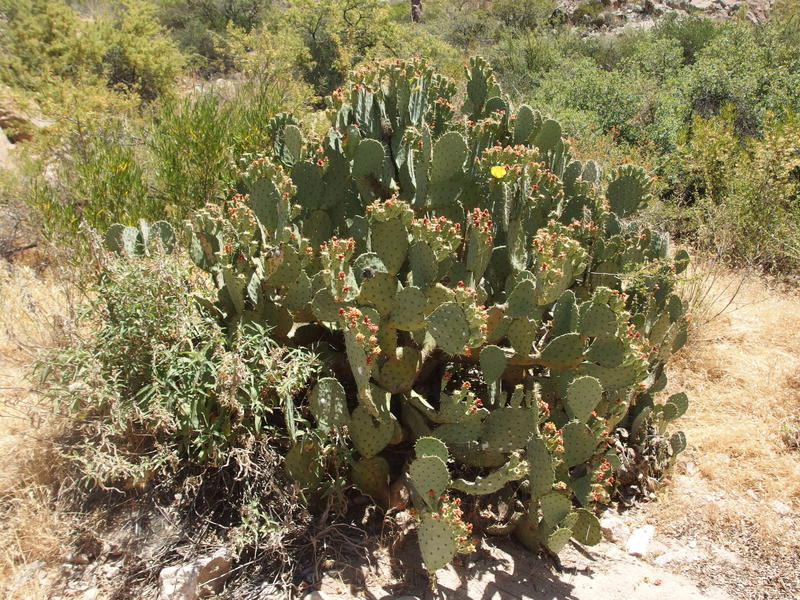 A huge prickly pear along the bank