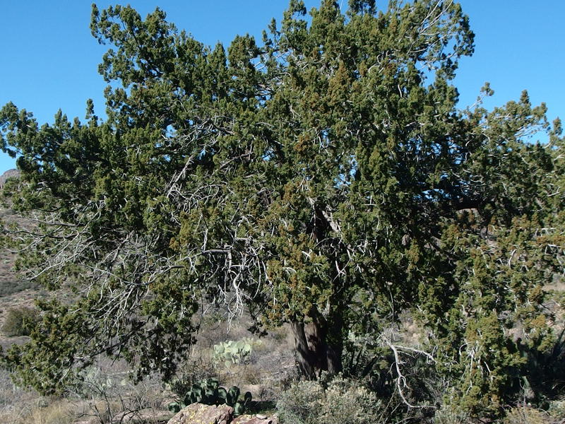 Pinyon Pine in Horse Camp Basin