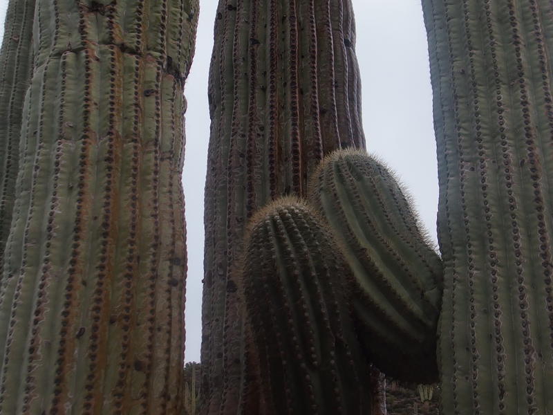 Saguaro engorged from the downpour