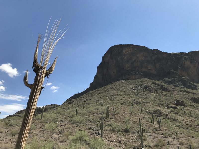 Gazing up at the cliffs on Picacho Peak