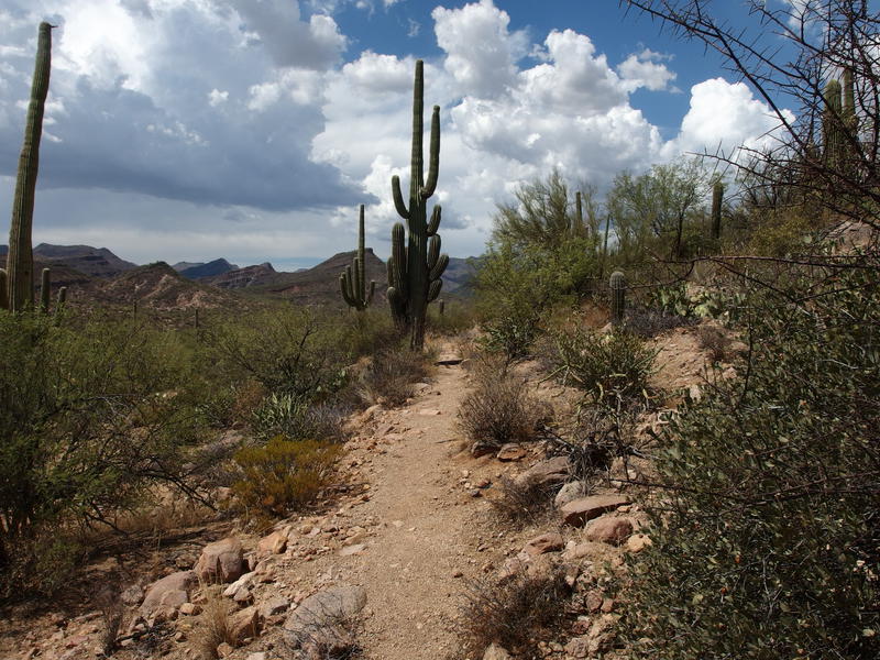 Easy desert trail along the hillside