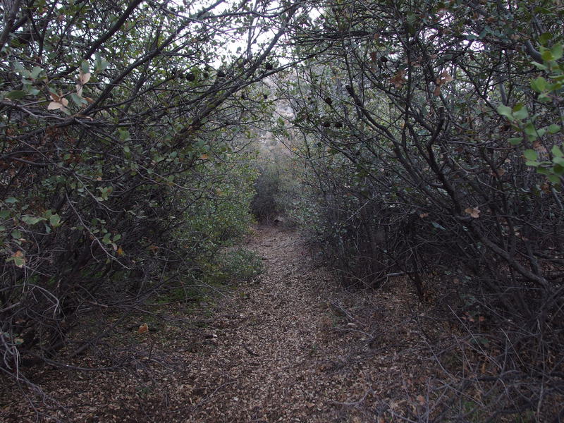 Pleasant, enclosed section of trail