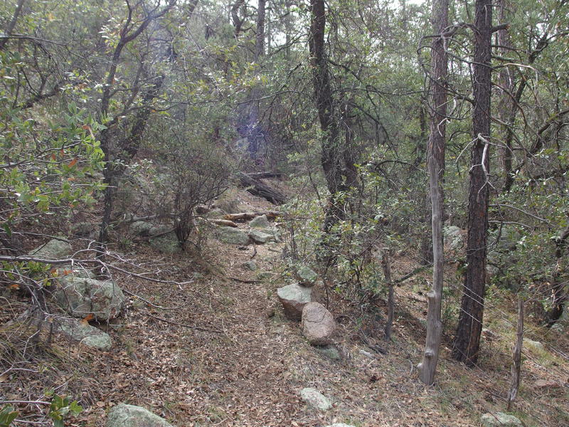 Great pine forest hiking