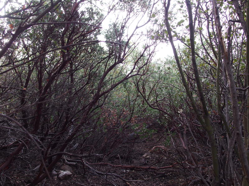 Some thick manzanita growth along the trail