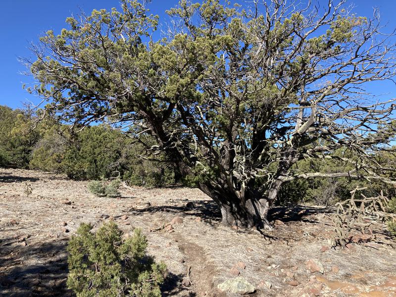 An old juniper along the trail