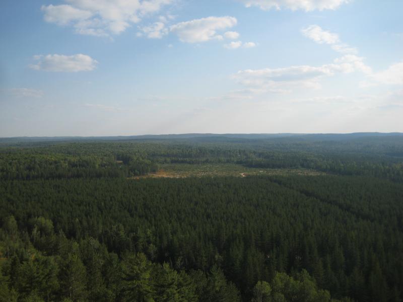 Looking south over planted forests