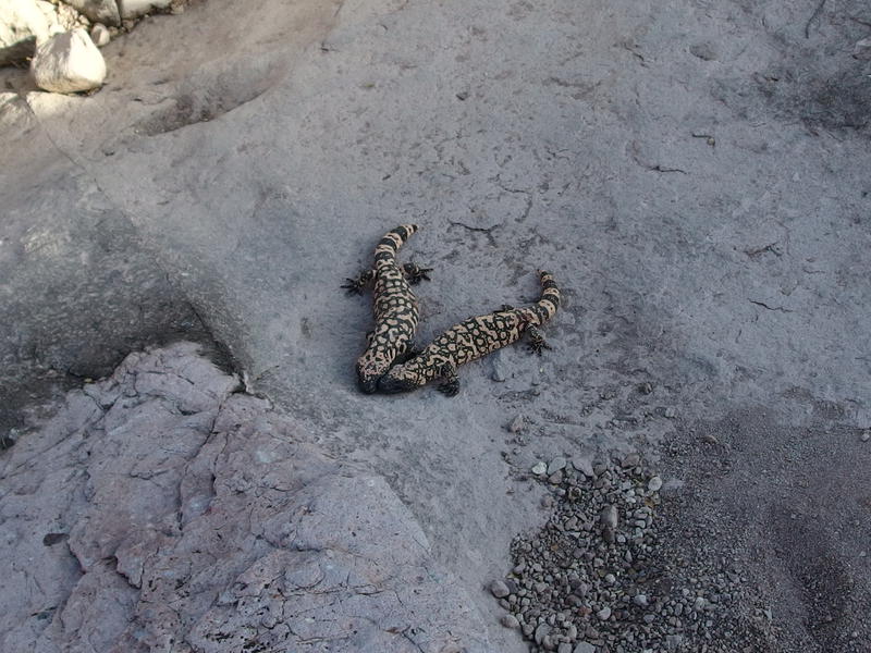 Two gila monsters passively fighting