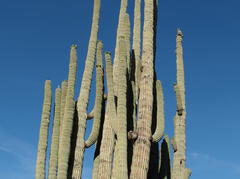 Massive cactus near Reed's Water