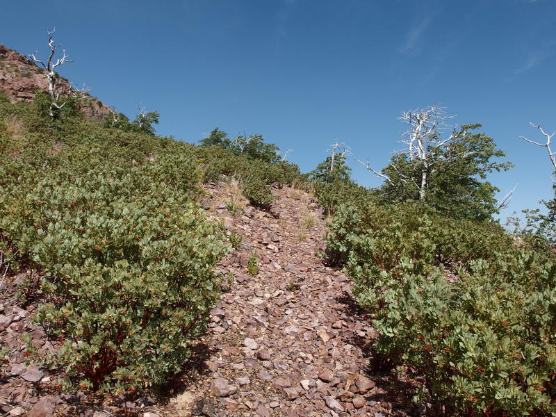 Loose rock trail through manzanitas