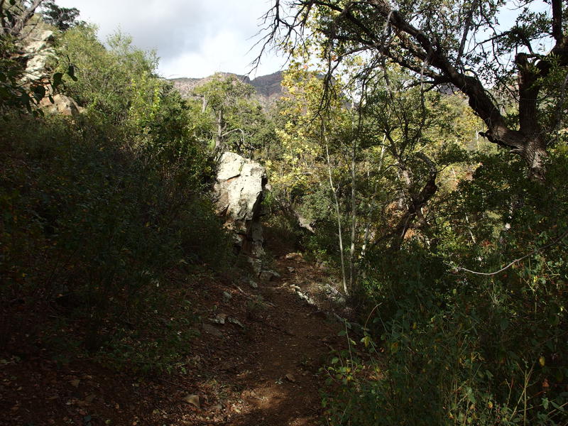 A pleasant, shaded section of trail