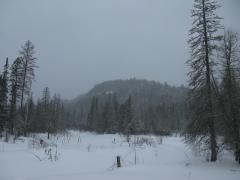 Distant bluff across a winter swamp