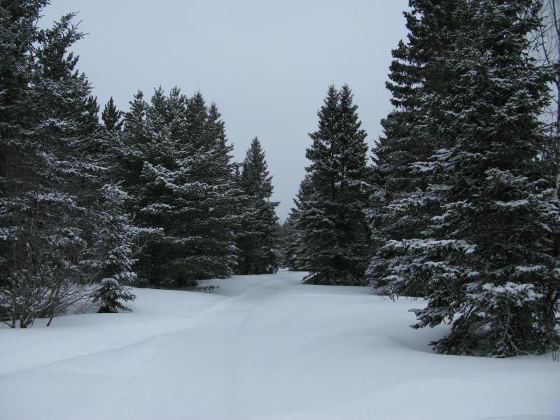 Snowy road through snowy pines
