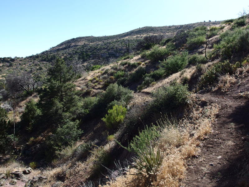 Afternoon sun on Sunflower Trail