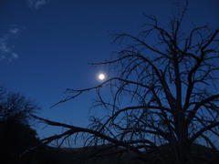 Full moon over a burned tree in the Mazatzals