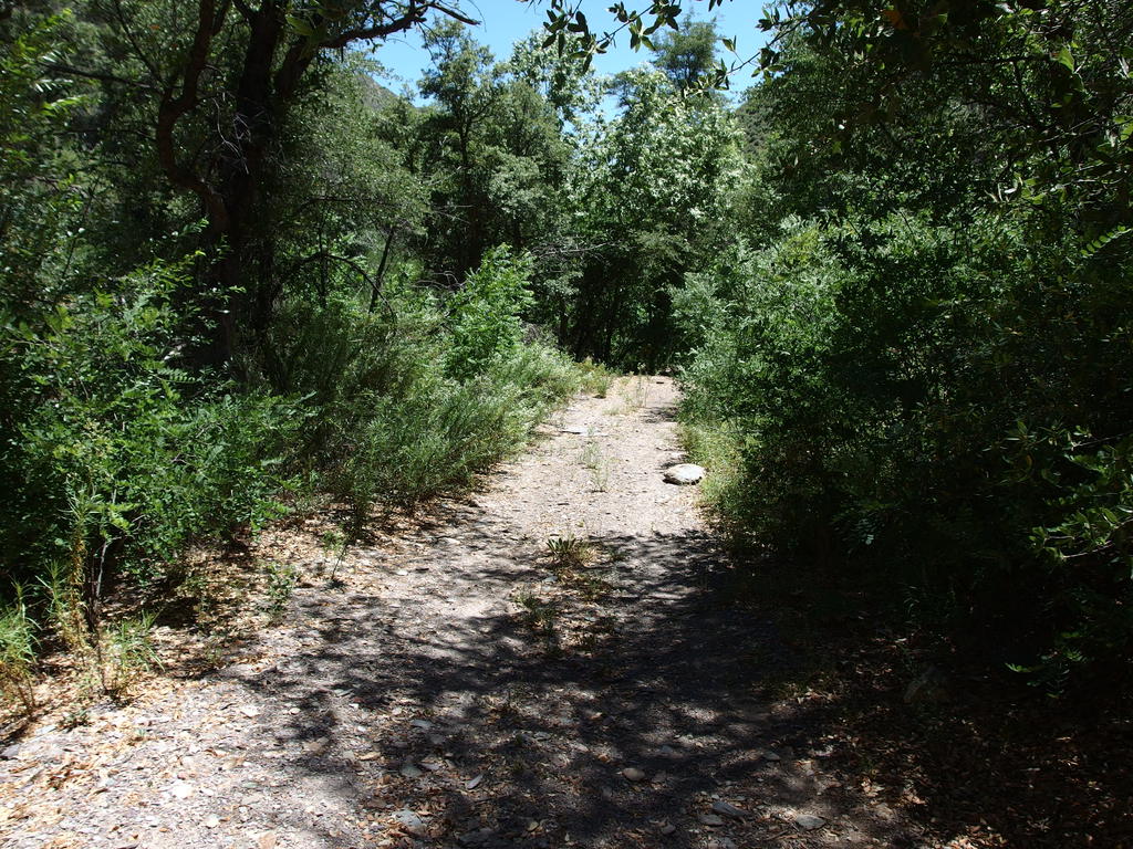 Blog | South Mazatzal Roundup: Sunflower