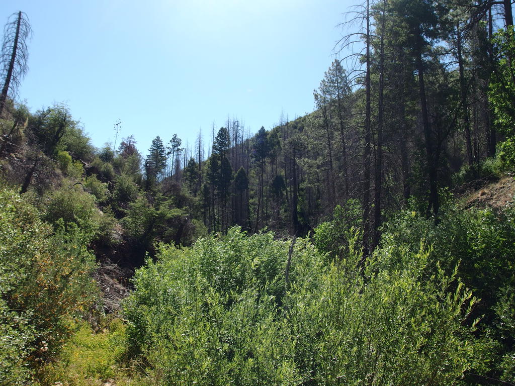 Blog | South Mazatzal Roundup: Cornucopia - Thicket Spring Loop