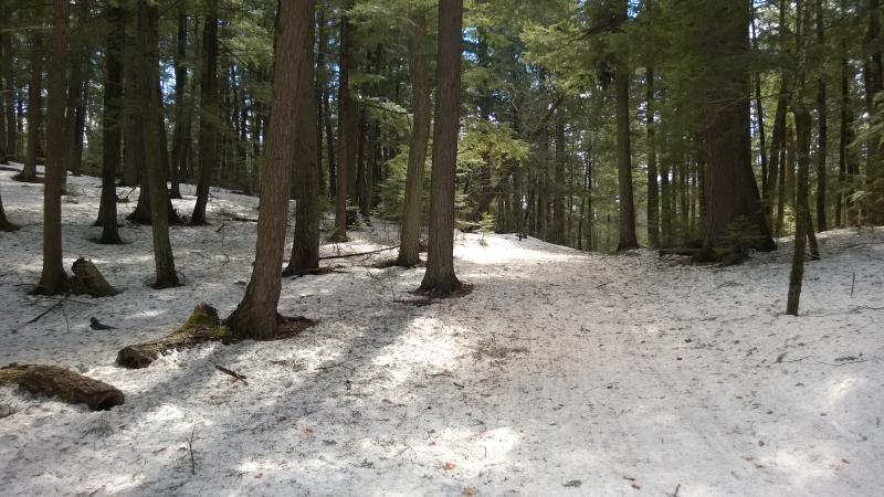 Large pines poking through deep snow
