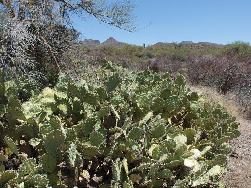 A greedy prickly pear overtaking the trail