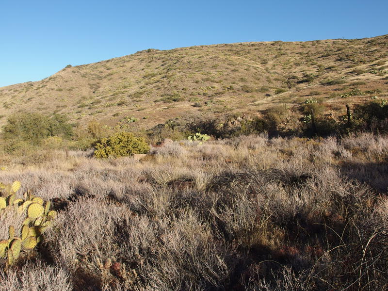 Remains of an old corral by Sheep Creek Seep