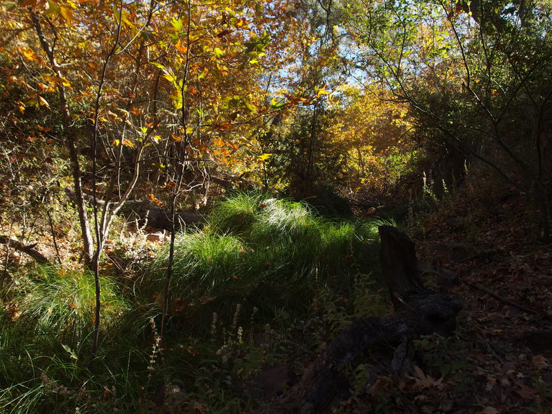 Splatter of fall colors at Club Spring