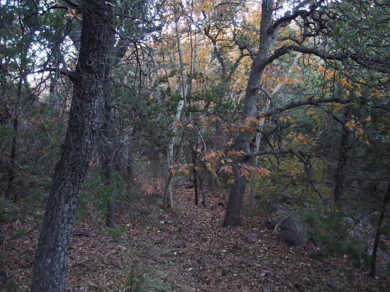 Some fall colors on the trail