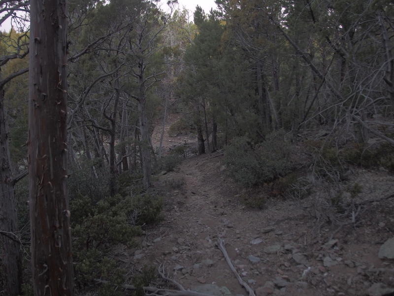 A rare section of unburnt trees on Squaw Flat