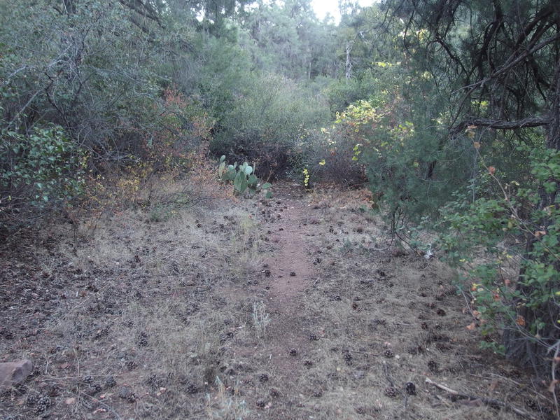 A section of lasting tread on Sheep Creek Trail