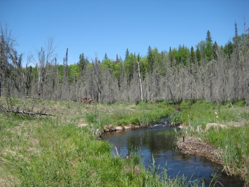 Uninviting upper Dead River landscape