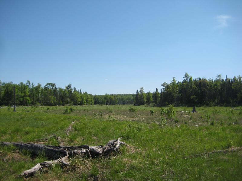 Dry, grassy lake bed on Silver Lake Basin