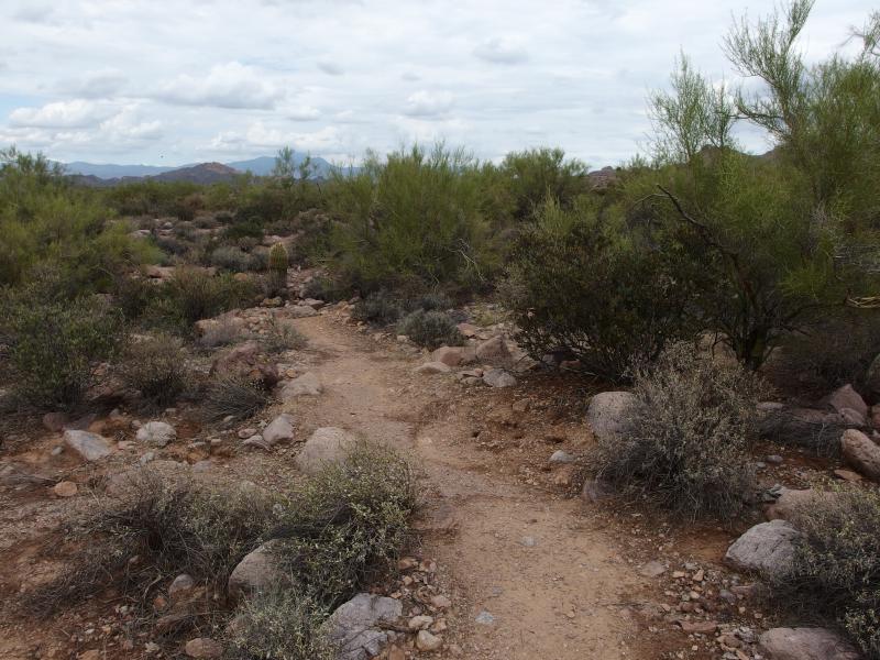 Thick vegetation crowding the shortcut trail