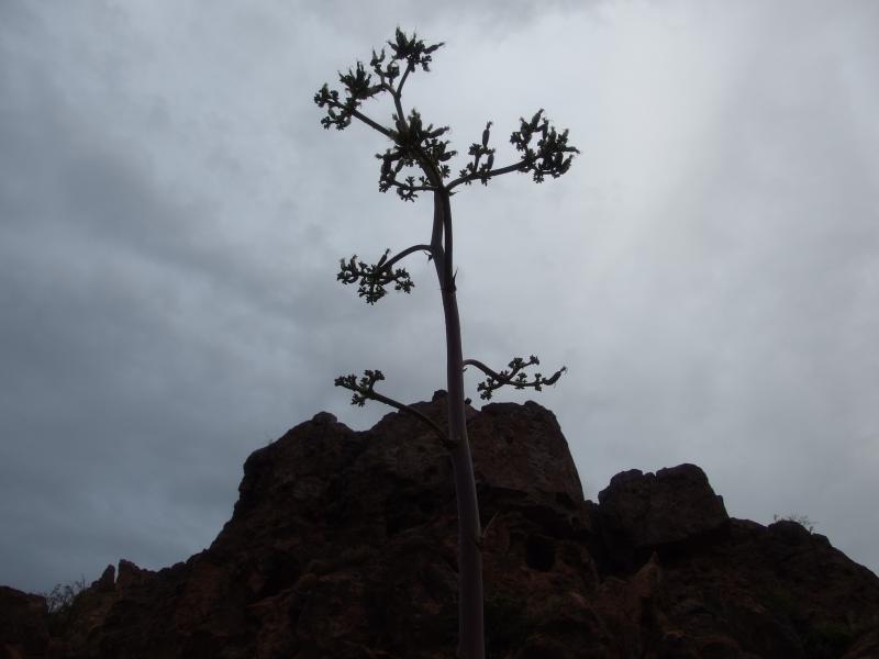 Agave plant standing against the sky