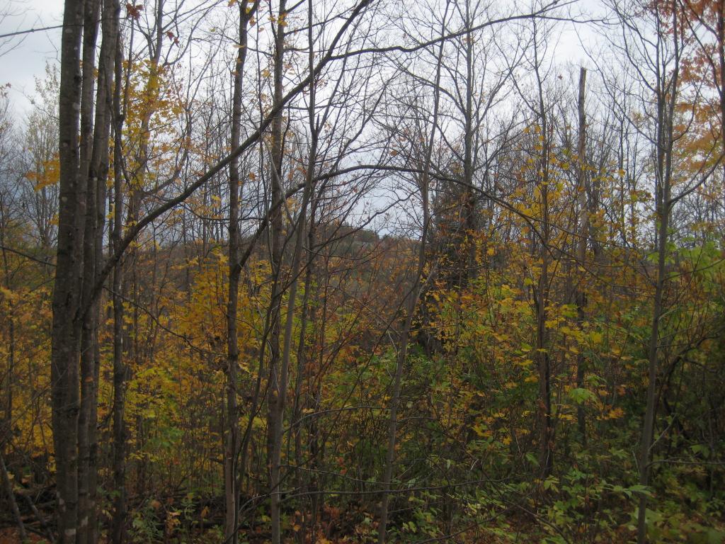 Blog | Snake Creek Hills