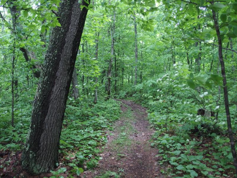 Another ATV trail