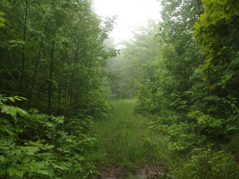 Dreamy, misty haze near the top of the trail